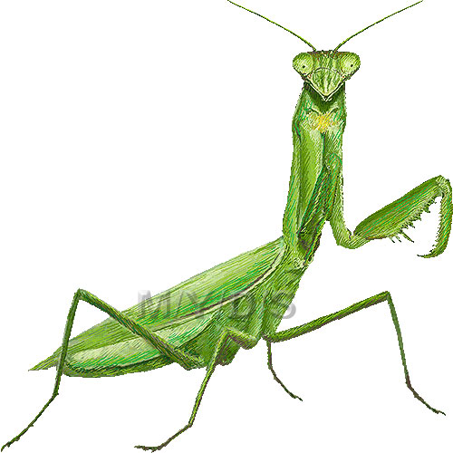 カマキリのイラスト／条件付フリー素材集