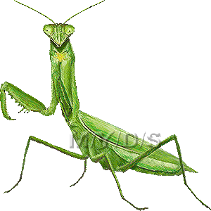 カマキリのイラスト／無料素材集（条件付）
