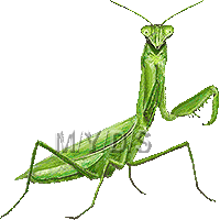 カマキリのイラスト／フリー素材（条件付）