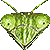 Praying Mantis thumbnail