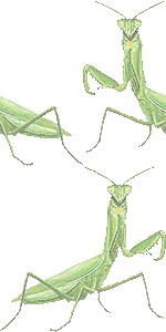 カマキリの壁紙／非営利無料イラスト