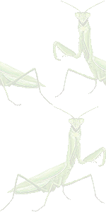 カマキリ虫の壁紙／条件付きフリー画像