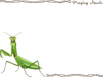 （大蟷螂）オオ カマキリの年賀状／非商用無料イラスト