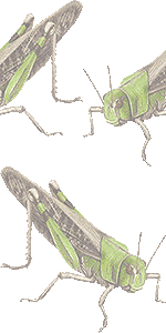トノサマバッタの壁紙／非営利無料イラスト