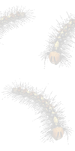 毛虫の壁紙／条件付きフリー画像