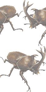 カブト虫の壁紙／フリー画像