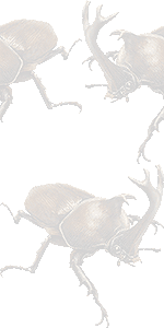 カブト虫の壁紙／無料イラスト