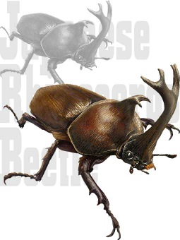 年賀状・カブト虫／条件付フリー素材