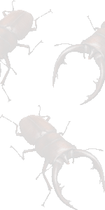 鋸鍬形の壁紙／条件付きフリー画像