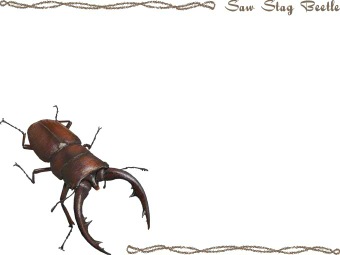 （鋸鍬形）ノコギリ クワガタ／クワガタ虫の年賀状／非商用無料イラスト