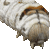 Silkworm, Domesticated Silkmoth thumbnail