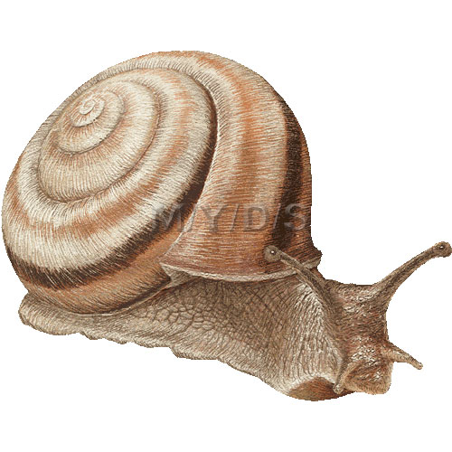 デンデン虫のイラスト／条件付フリー素材集