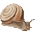 Snail thumbnail