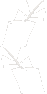 七節の壁紙／条件付きフリー画像