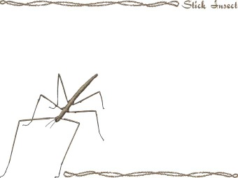 （七節、竹節虫）ナナフシの年賀状／非商用無料イラスト