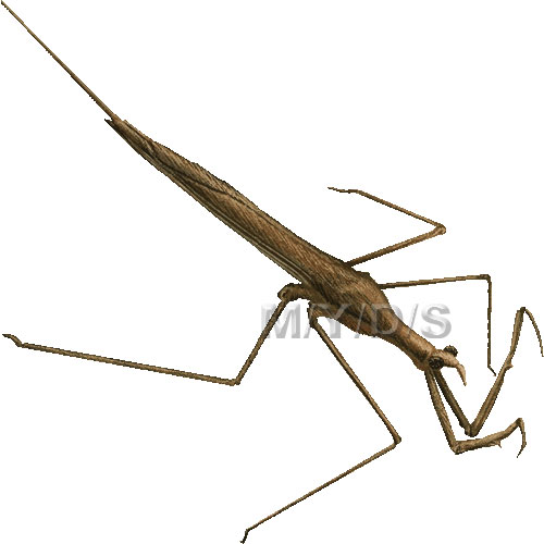 ミズカマキリのイラスト／条件付フリー素材集