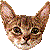 アビシニアンのサムネイル