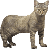りびあやまねこのあいこん