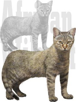 りびあやまねこのポストカード／条件付無料素材