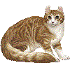 あめりかんかーるのあいこん