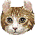 American Curl thumbnail