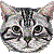American Shorthair thumbnail