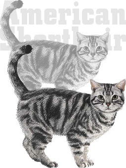 あめりかんしょーとへあーのポストカード／条件付無料素材
