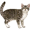 あめりかんわいやーへあのあいこん
