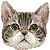 American Wirehair thumbnail