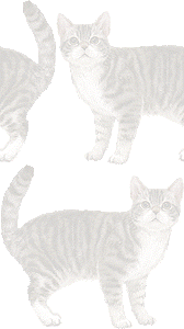 アメリカンワイアーヘヤの壁紙／条件付きフリー画像