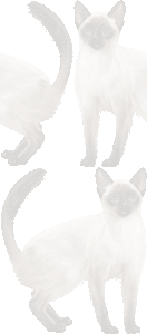 バリニースの壁紙／条件付きフリー画像