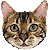 Bengal thumbnail