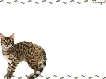 ベンガル／猫の年賀状／非商用無料イラスト