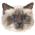 バーマンのサムネイル