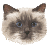 ばーまんのあいこん