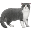 ブリティッシュショートヘア・あいこん