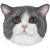ぶりてぃっしゅしょーとへあのあいこん