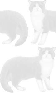 ブリテッシュショートヘヤーの壁紙／条件付きフリー画像