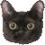Burmese thumbnail