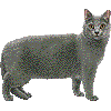 しゃるとりゅーのあいこん