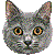 Chartreux thumbnail