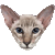 Colorpoint Shorthair thumbnail