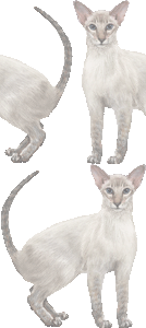 カラーポイントショートヘアの壁紙／非営利無料イラスト