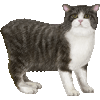 きむりっくのあいこん