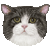 Cymric thumbnail