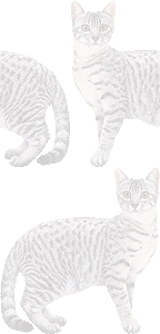 エジプシャンマウの壁紙／条件付きフリー画像