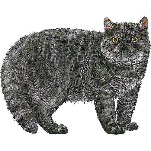 エキゾティックショートヘアーのイラスト／条件付フリー素材集