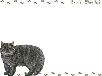 エキゾチック ショートヘアーの年賀状／非商用無料イラスト