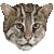 Fishing Cat thumbnail