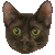 Havana Brown thumbnail